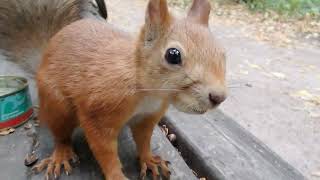 У Ушастика проблема с орехом / Squirrel has nut problems