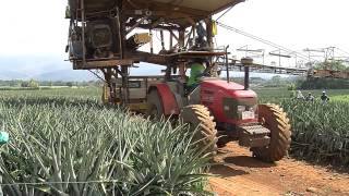 Marc Glassman in Costa Rico at the Del Monte Pineapple Farms