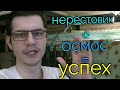 Секреты успешного нереста дискусов. Подготовка нерестовика и воды.