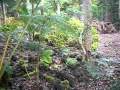 Jungle Kitty Jungle Kitty