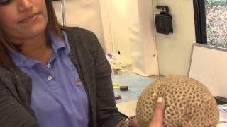 Animal Diversity Bio Bus