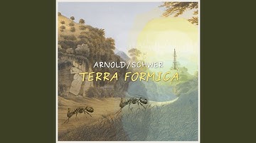 Extraflorale Nektarien