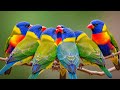 You’ve Never Heard Tiny Birds Like This | The Hidden World of Tiny Birds | Pure Nature