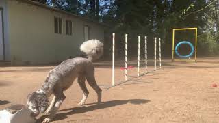 Maeby Weaves: Run, Recall, Send by Sidekick Dog Training 20 views 3 years ago 1 minute, 2 seconds