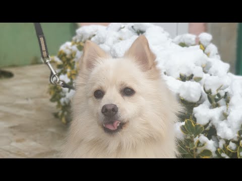 Video: Fin Spitz Köpek Cinsi Hipoalerjenik, Sağlık Ve Ömrü