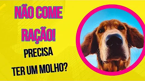 O que fazer quando cachorro só quer comer carne?
