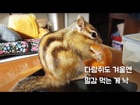 다람쥐도 겨울엔 <strong>밀감</strong> 먹는 게 낙