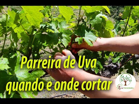 Vídeo: Cuidados com a pera Concorde: dicas para cultivar peras Concorde em casa