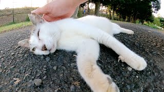 おばあちゃん猫に「腹を触るな！顔をモフれ！！」と怒られた