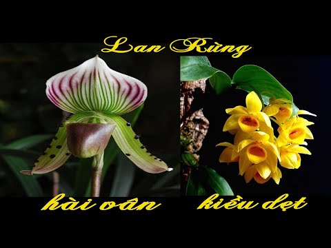 Video (Dạ đã hết rồi ạ) Lan rừng tối 28/8/2022(ship30k)Kiều... - youtube