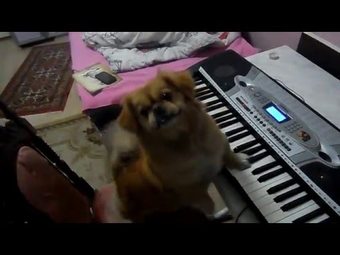 Piyano çalan köpek mi olurmuş ?