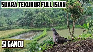 Suara Tekukur Meratus Full Isian (Si Gancu)