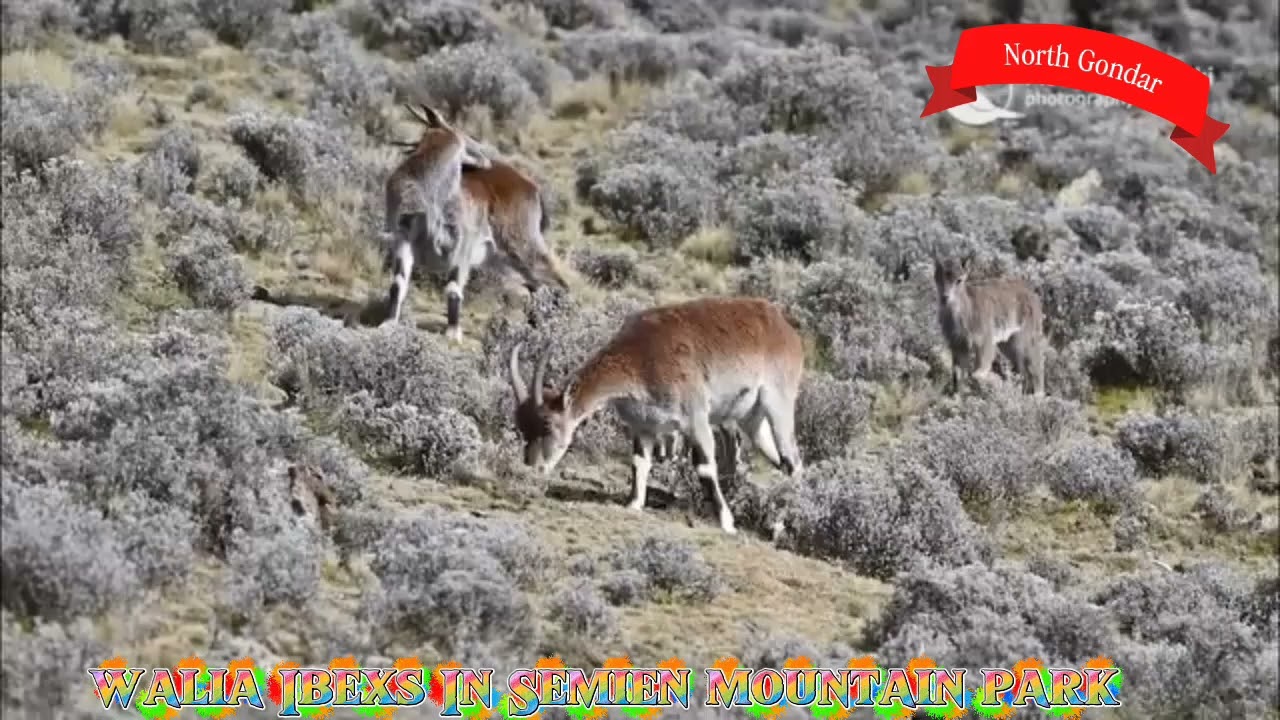 Walia Ibex,ዋልያ # የኢትዮጵያ ኩራት🏔️🦌