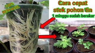 How to quickly fig tree cuttings, 1 week already leafy and rooted