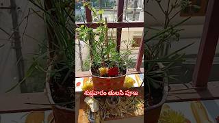 శుక్రవారం తులసి పూజ 🙏🌺🙏#Tulasi puja#Friday Puja#Tulasi devi#Devotional#bhajthi#Trending Puja short