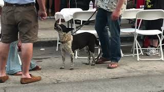 Give to Pets Thrift Store opens in Santa Barbara