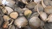 にゃごにゃの収穫料理 野島公園潮干狩り 料理編 カガミガイ ツメタガイ マテガイ アサリ ワタリガニ Youtube