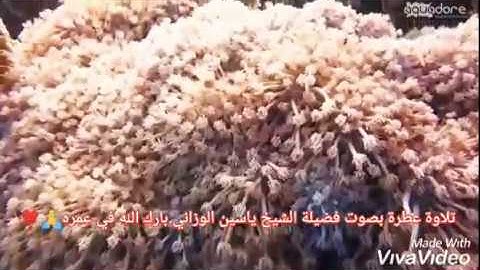 تلاوة عطرة بصوت فضيلة الشيخ ياسين الوزاني حفضه الله ⁦♥️⁩/19/01/2019 بمدينة طنجة