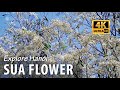 Explore the stunning beauty of Sua flower in Hanoi