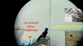 Ketiha Hati Resah Buruan Pun Gelisah