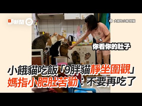 9胖貓靜坐圍觀等餵飯 媽指小肥肚苦勸：別再吃了😹｜寵物動物｜貓咪｜肥貓