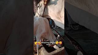 Maa Ka Pyar Love Of Mom