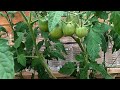 28721  tomates les beaux plants le liseron nous aide