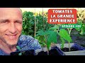 Expriences  tomates  urine compost terreau 1er prix marc de caf enfoncer les plants