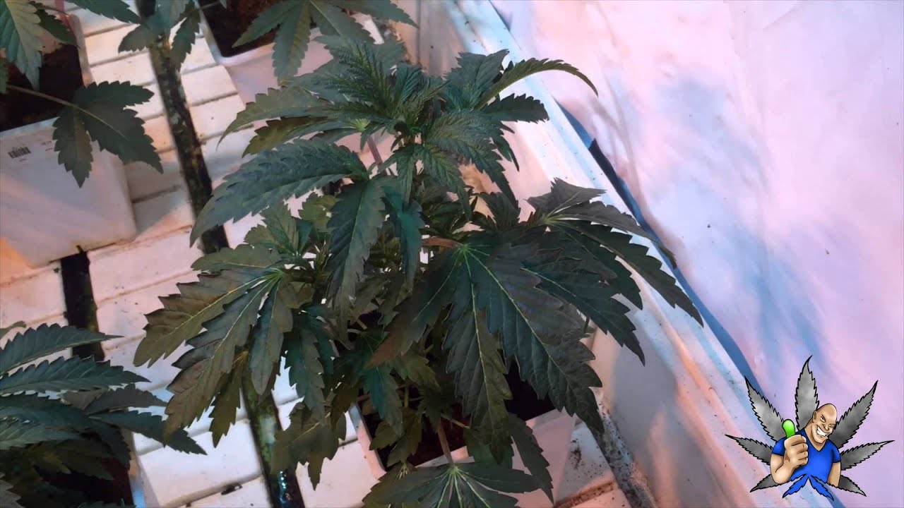 Medimans Thin mint cookies day 14 veg in 4k UHD