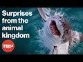 TEDx's wildest animal talks