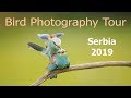 Bird Photography Tour Serbia 2019 (Part 1)
