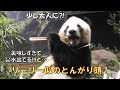 1/6シャオシャオレイレイの夕食タイム！とんがり頭のシャオシャオは最後になぜかフリーズ…giantpanda @tokyo 上野動物園