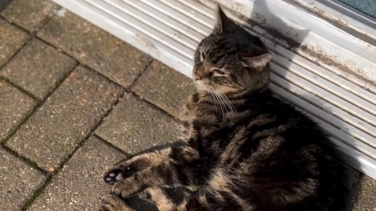 They Said a Blind & Deaf Cat Would Be “Too Hard”… They Were Wrong 🐱❤️ | Tails_h2me