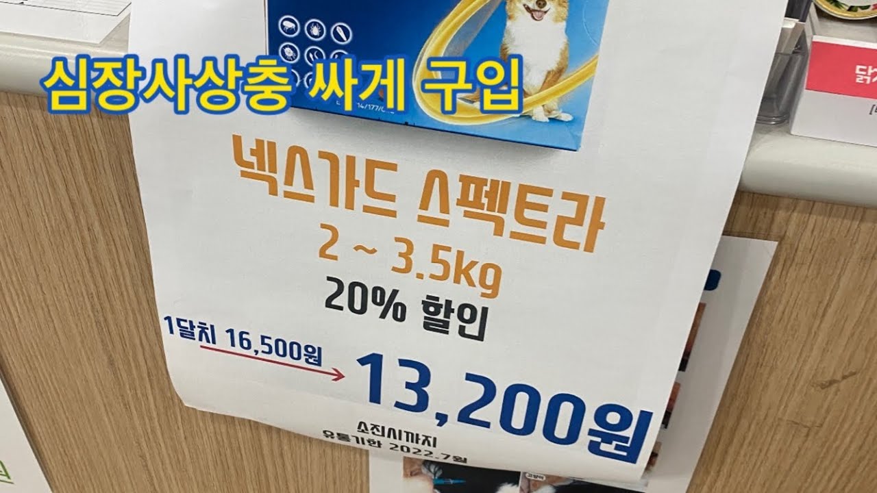 심장사상충 넥스가드 스펙트라 직구보다 싸게 구입 약용샴푸 추천