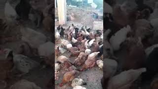 بيع دجاج البلدي و بيض مخصب إقليم الحسيمة