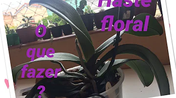 Como fazer a haste da Phalaenopsis brotar?