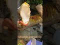 China Honey #shorts #youtubeshorts #viral #trending