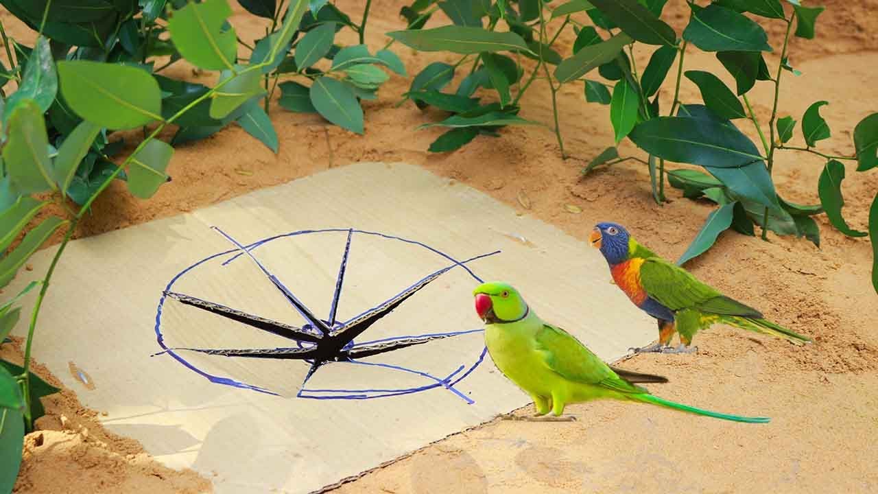 Build Unique Underground Quail Bird Trap Using Deep Hole