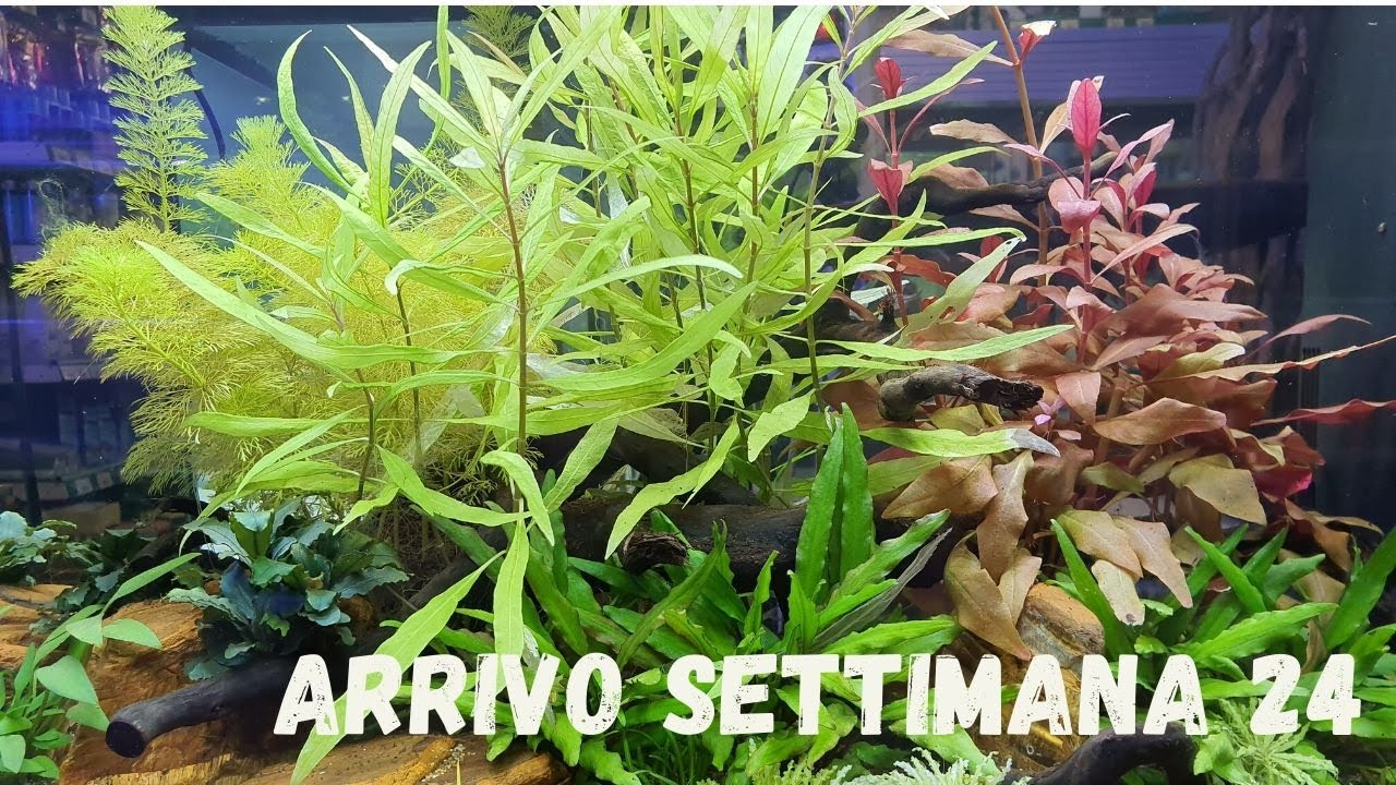 Arrivo settimana 24 - pesci per acquario tropicale d'acqua dolce - YouTube