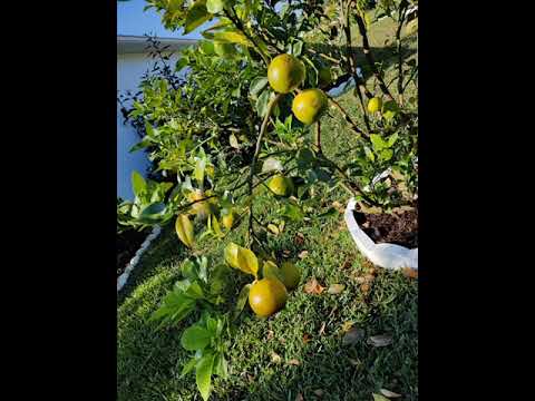 Video: Yuav ua li cas thiaj ua tau huab tais?