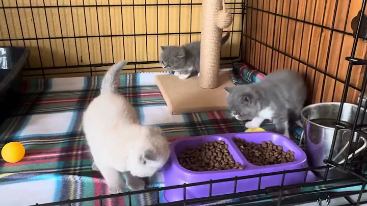 Video 6364281: scottish fold munchkin cat, scottish fold mother cat, exotic shorthair persian, exotic shorthair kitten, kittens litter