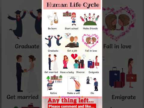 Human life cycle