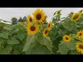 Sunflower Nature Relaxation Video 3D 180 VR