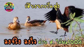 เสียงนกเป็ดรวมใหม่ล่าสุด2019   ค่าย ส.สุรินทร์ #0990610057