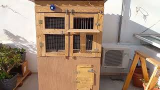 Under 100 $ Low cost small loft racing pigeon  27022022