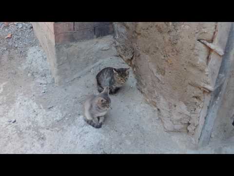 ნინო და ილია ნაკაშიძეების შესახვევი 7, კატები. 15 ოქტომბერი, 2016