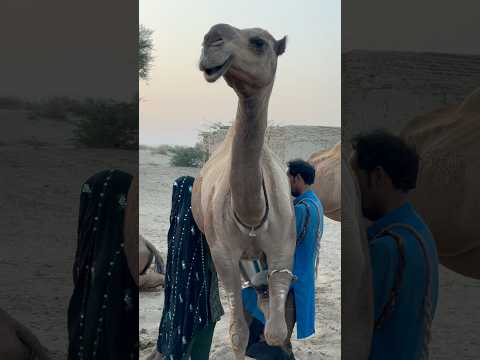 Desert life #camels