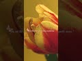 The Rain Helps You Grow 🌧️🌸 (Relaxing Nature Sounds)#relaxing #nature#calm#peaceful#healing#growth
