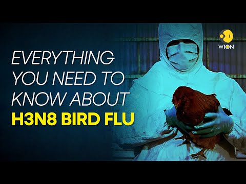 H3N8 Bird Flu: Understanding the Symptoms, Spread, and Prevention of the Virus | WION