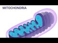 Mitochondria